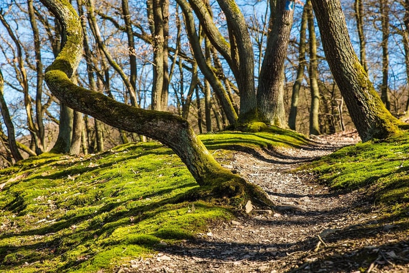 Coastal Trails
