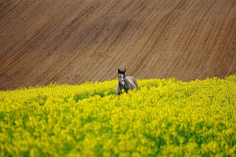 Long-distance Rides