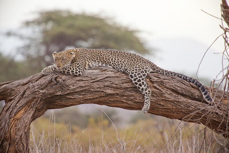 Photographic Safaris