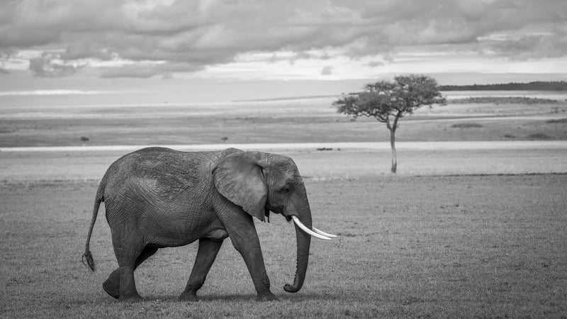 Elephants in the wild